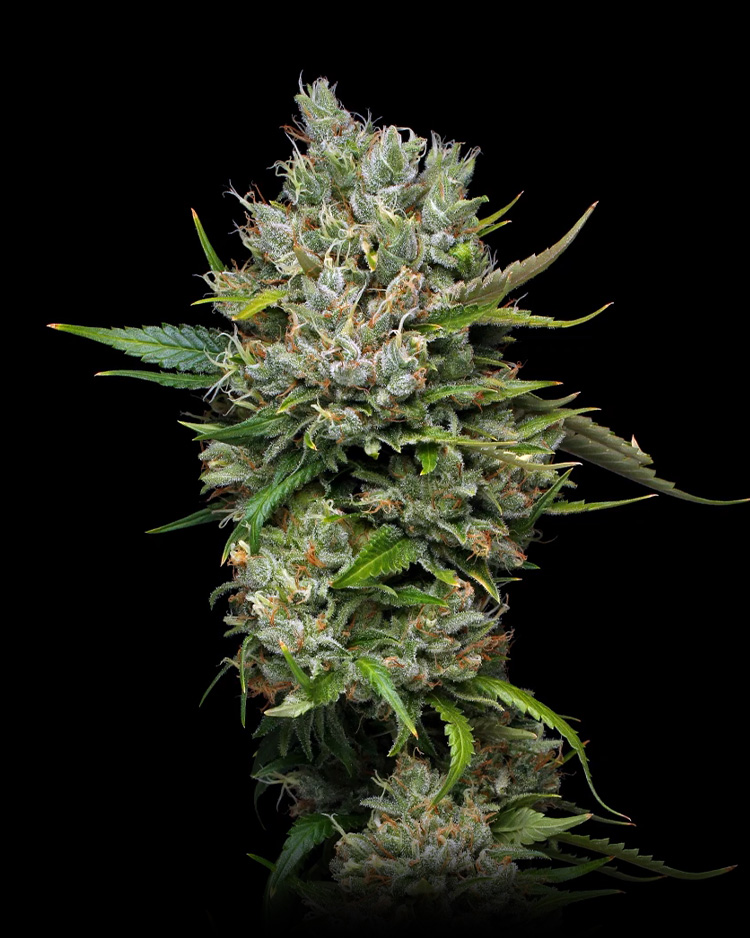 Permanent Marker resize